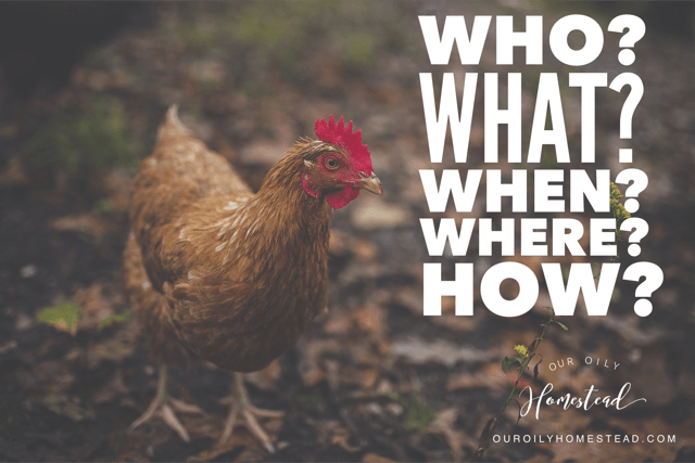 who what when where why chicken blog