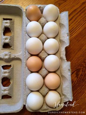 Our Oily Homestead Eggs