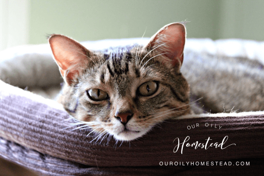 3A2C12D9-BD8D-4BE3-A7C2-4DB8C7E490D2